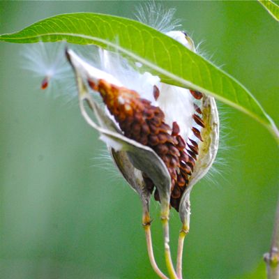 butterfly weed in seed